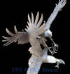 Fighting Eagles bronze reproduction