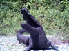 Alligator Bronze sculpture Fountain