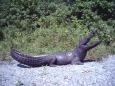 Life Size Alligator Bronze Fountain