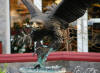 Monumental Eagle bronze by Nardini