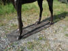 Thoroughbred Bronze Sculpture