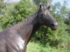 Thoroughbred Horse Bronze Statue