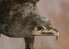 Eagle bronze statue