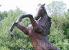 Life Size Rearing Stallion bronze