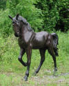 Horse Walking Bronze sculpture