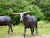 Texas Longhorn bronze statue