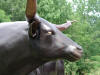 Texas Longhorn with Head Turned bronze
