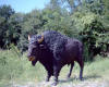 Heroic Bison bronze sculpture