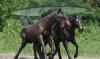 Triple Horses bronze table