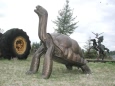 Bronze Giant Galapagos Tortoise Fountain