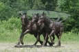 Bronze Three Horses Table with Glass