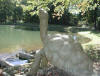 Galapagos Tortoise Sculpture Fountain